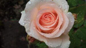 Agua de rosas: beneficios para la piel y cómo usarla