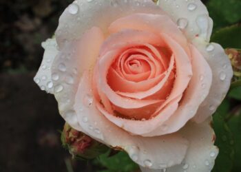 Rosa con gotas de agua que evocan los beneficios del agua de rosas para la piel