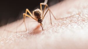 Picaduras de mosquito: cómo aliviarlas y prevenirlas