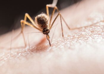 Mosquito posado sobre la piel, causa de las picaduras de mosquito en verano